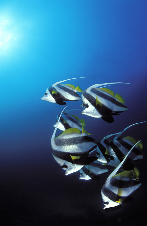 underwater photography secrets of the trade