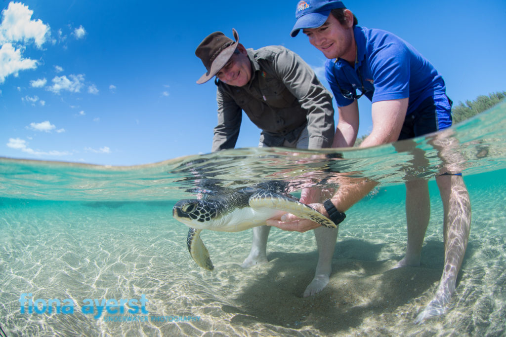 Green turtle release
