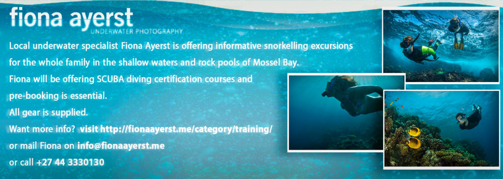 snorkeling trips in mossel bay