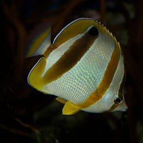 440px-Chaetodon_marleyi 440px-Chaetodon_marleyi