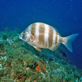 Diplodus_cervinus_(Lowe,_1838)_1 Diplodus_cervinus_(Lowe,_1838)_1