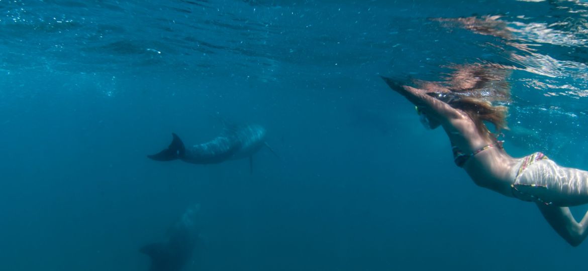 Whale Sharks SC 174