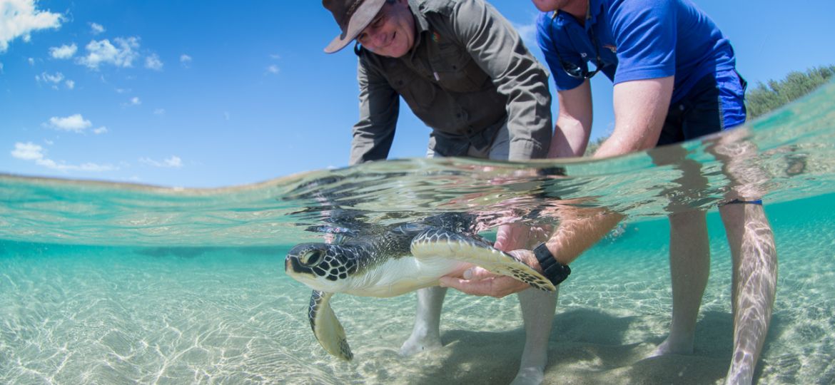 Green turtle release