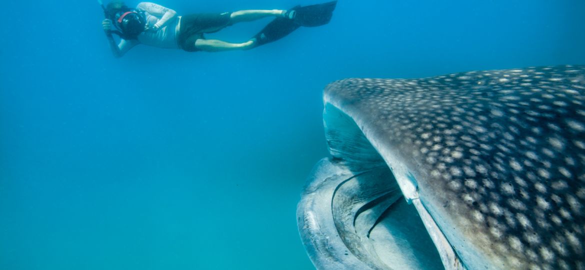 filming a feeding shark