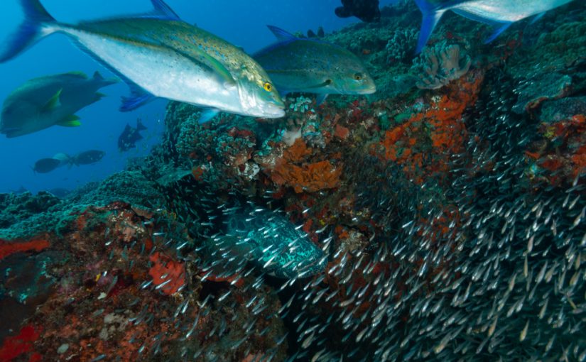 bluefin jacks hunt