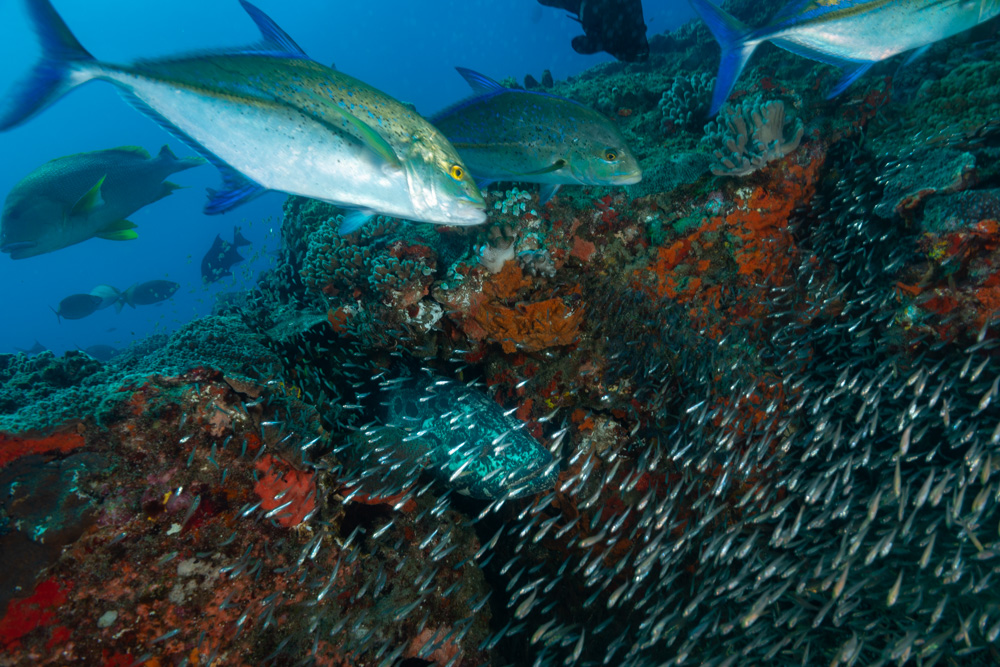 bluefin jacks hunt