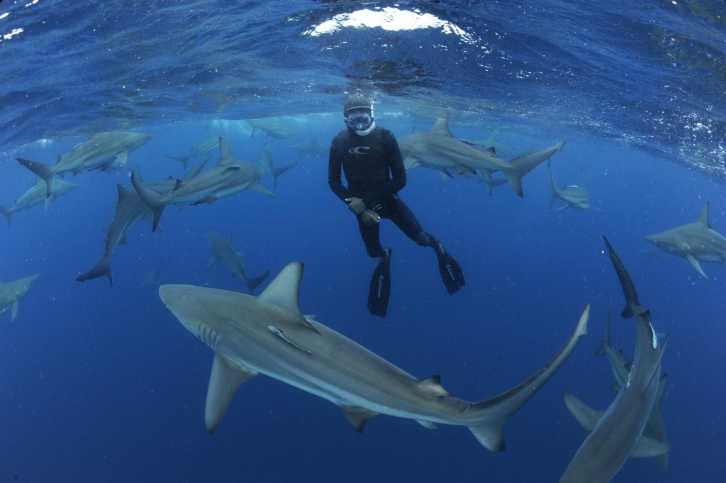 The Shark Research Unit welcomes students and enthusiasts on its internationally acclaimed shark development program. Almost anyone can join our dedicated team and develop skills in shark diving, research, conservation and education.