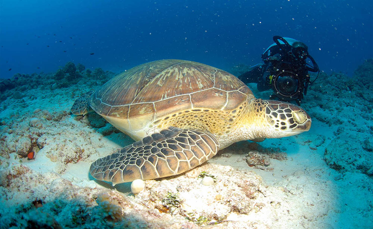 Underwater videography program - Fiona Ayerst Photography