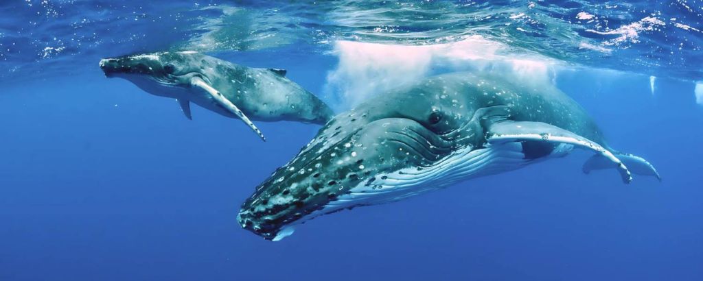 Humpback Whales of Niue