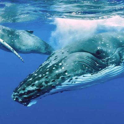 Humpback whale expeditions to Niue islands